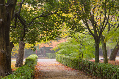 A garden path