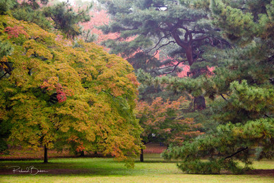 Trees in the rain