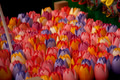 Wooden tulips