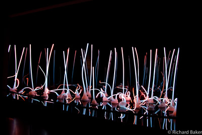 Glass Forest