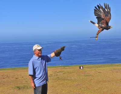 Rich "flying" a hawk.