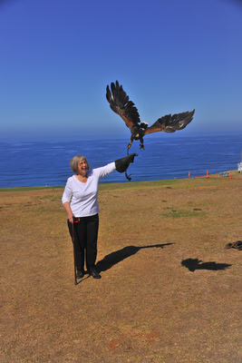 CJ "flying" a hawk.