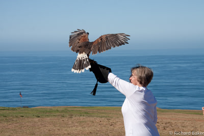 CJ with hawk.