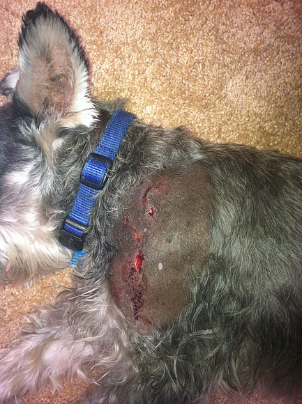 Dog bite wounds