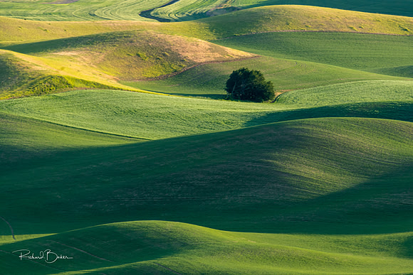 Rolling green hills.