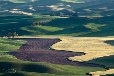Cultivated Fields and Trees