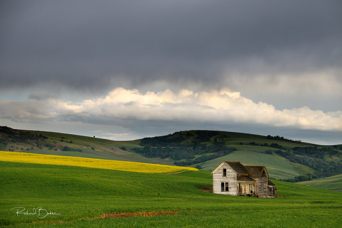 The Weber House in a field of wheat with canola field and dark clouds.
