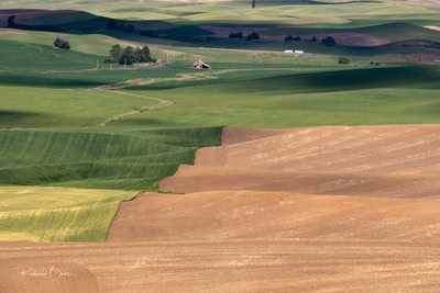 Wheat and Fallow