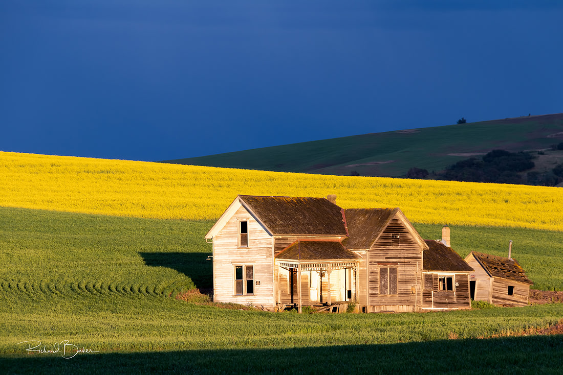 Weber house in green wheat field backed by yellow canola field.