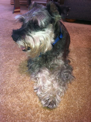 Bailey at rest